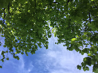 Photo by Sheila Webber of spring leaves on a tree against blue sky taken in May 2024